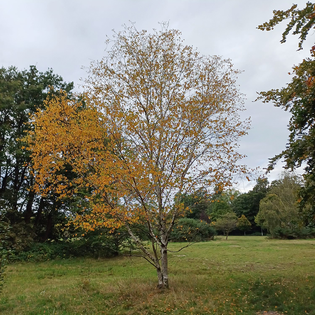 WeWalkandTalk's tweet photo. #TootingCommon last weekend, a very friendly group of 17 enjoyed a lovely autumn ramble around the ponds with lots of chatting and laughter.
#TootingBecCommon #TootingCommonWalkandTalk #TheWalkandTalkMovement #WeWalkandTalk #Wandsworth #FreeWalk #CommunityWalk https://t.co/DHf9AZGiHp