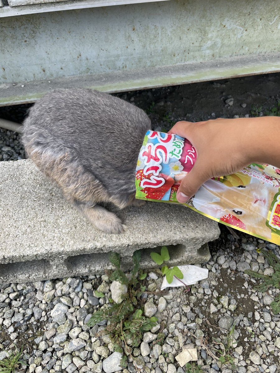 肝心な投稿が埋もれてしまうと思って使わないようにしていたけど……チモシーはまだ帰ってきていません
帰ってきてほしいし、まだ諦めてません
刑事さんに伝えて、犯人がまた来た時目に付くように張り紙も貼っています
チモシーは食いしん坊だから、ご飯ちゃんと貰えてるといいな