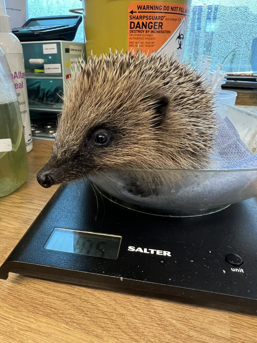 Yesterday was an incredibly busy day for us with 10 admissions in the space of just 2 hours, we currently have 106 onsite but thankfully lots of releases organised for the next few days 💚🦔🐾