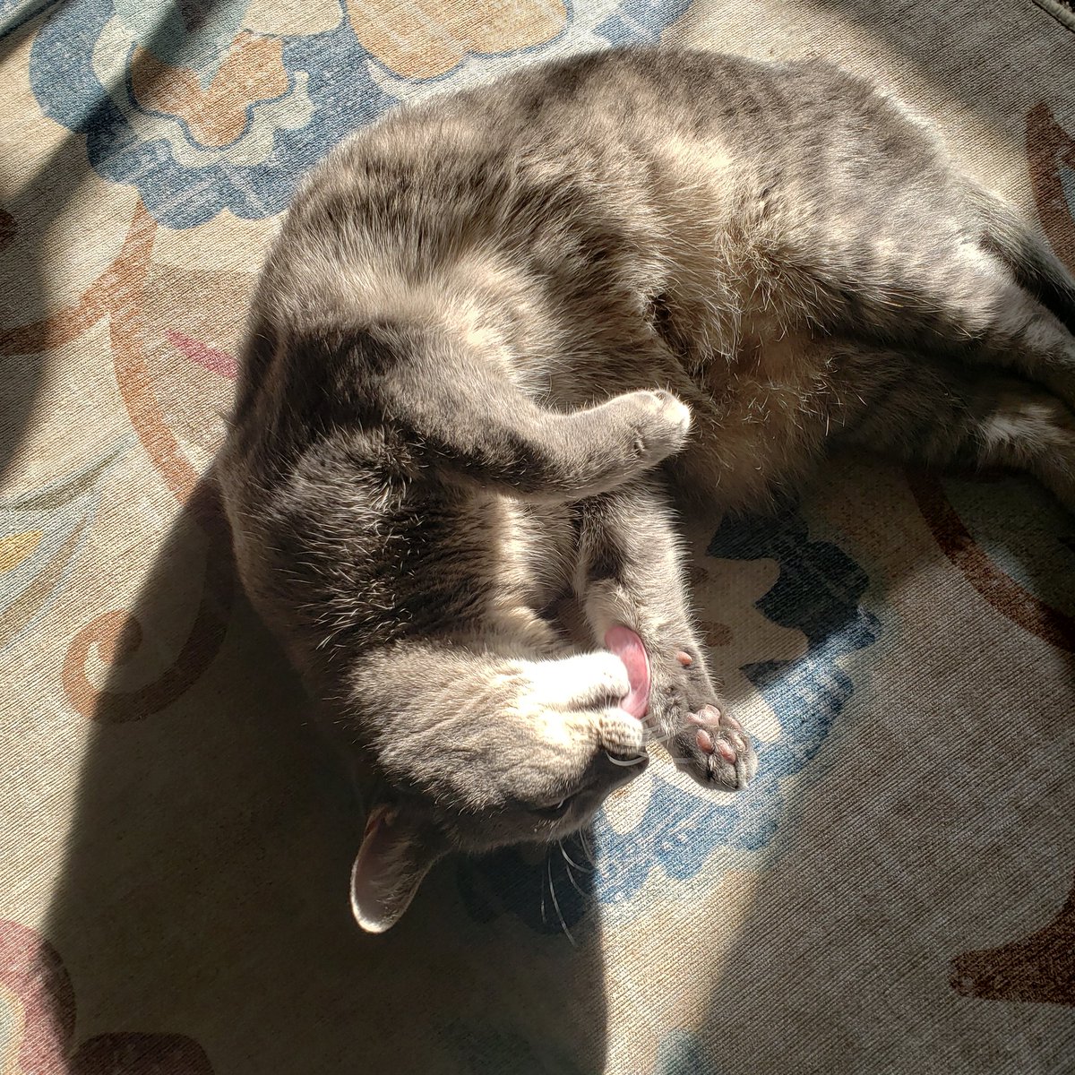 My wobbly cat likes to take bites of her kibble and do that little head snap shake to 'kill' her 'prey.' And I'm like, aw baby that's adorable and so unnecessary at this point.