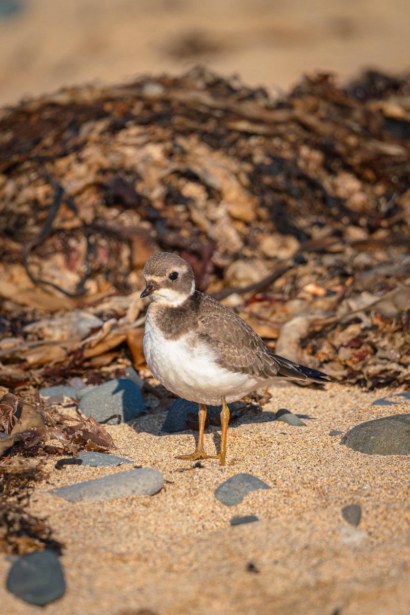 Personaggi d’Islanda ☺️. 
Foto di @davepics_91 da Ytri-Tunga con l’obiettivo Sigma 100-400mm F5-6.3 DG DN OS Contemporary.
Questo obiettivo, disponibile nei vari attacchi è presente nel Cashback di autunno. Vai al nostro sito per i dettagli: sigma-italia.it/cashback/

#fotografia