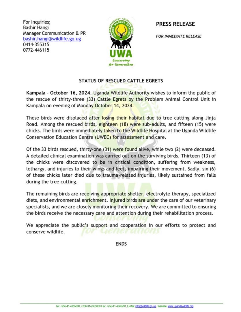 Centre for Young Generation Empowerment (CEYOGE) (@cceyoge) on Twitter photo The KCCA knew very well that the trees they were cutting down are habitats for these birds. Did they conduct any assessments before doing so?! Because if they had safely relocated these birds before demolishing their homes, these many fatalities would be avoided.
<a href="/KCCAUG/">Kampala Capital City Authority (KCCA)</a> The KCCA knew very well that the trees they were cutting down are habitats for these birds. Did they conduct any assessments before doing so?! Because if they had safely relocated these birds before demolishing their homes, these many fatalities would be avoided.
<a href="/KCCAUG/">Kampala Capital City Authority (KCCA)</a>