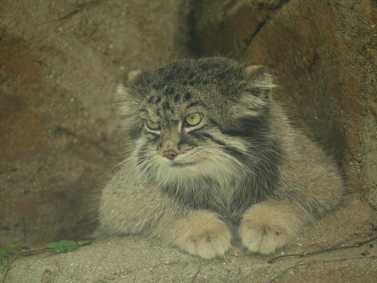 P3ENI80CF's tweet photo. 24/10/13

～　横顔もイケメン　～

#マヌルネコ　#Pallasscat
#王子動物園 https://t.co/vQEnQyppJS