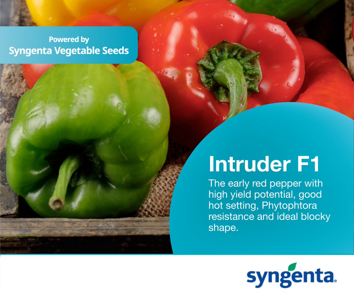 Intruder F1🫑
•80-85 days to maturity
•Large deep blocky average weight 190-235g
•Strong vigor, Erect Plants, Thick wall, Firm, Good fruit setting, and Excellent cover
•for production in the greenhouse &amp; open field
Seed Available  <a href="/IntabaTrading/">Intaba Trading</a>
+263 8677 005240/ 0780 371 923