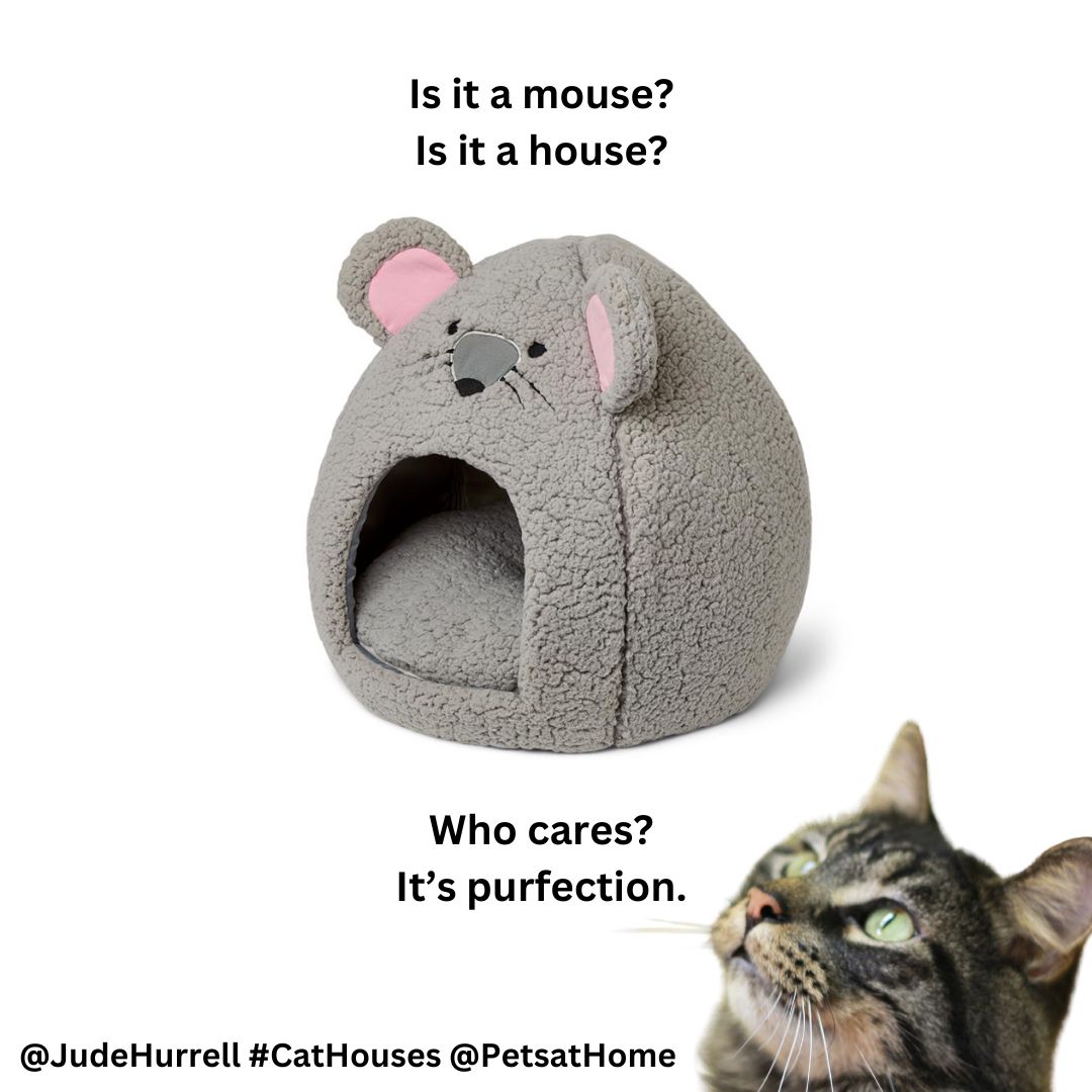 .<a href="/PetsatHome/">Pets at Home</a> #GlobalCatDay <a href="/OneMinuteBriefs/">One Minute Briefs ⏱️</a> #cathouses