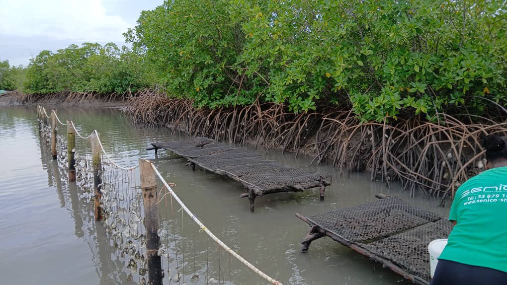 NebedaySenegal's tweet photo. #𝗢𝘀𝘁𝗿𝗲𝗶𝗰𝘂𝗹𝘁𝘂𝗿𝗲
Les #femmes de #Djivente préserve la #mangrove tout en récoltant des huîtres de manière #responsable.
Accompagnées et formées, elles utilisent des techniques #ecologiques pour une production #respectueuse de #l’environnement . https://t.co/4iRdNKhSQf