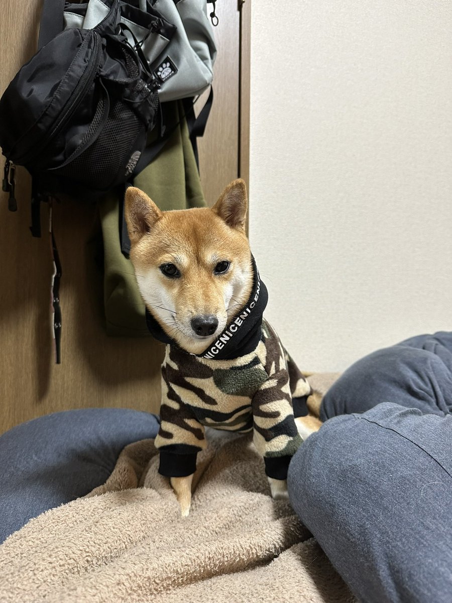 寒くなってきたけど今年も着てくれるか父ちゃん心配😅