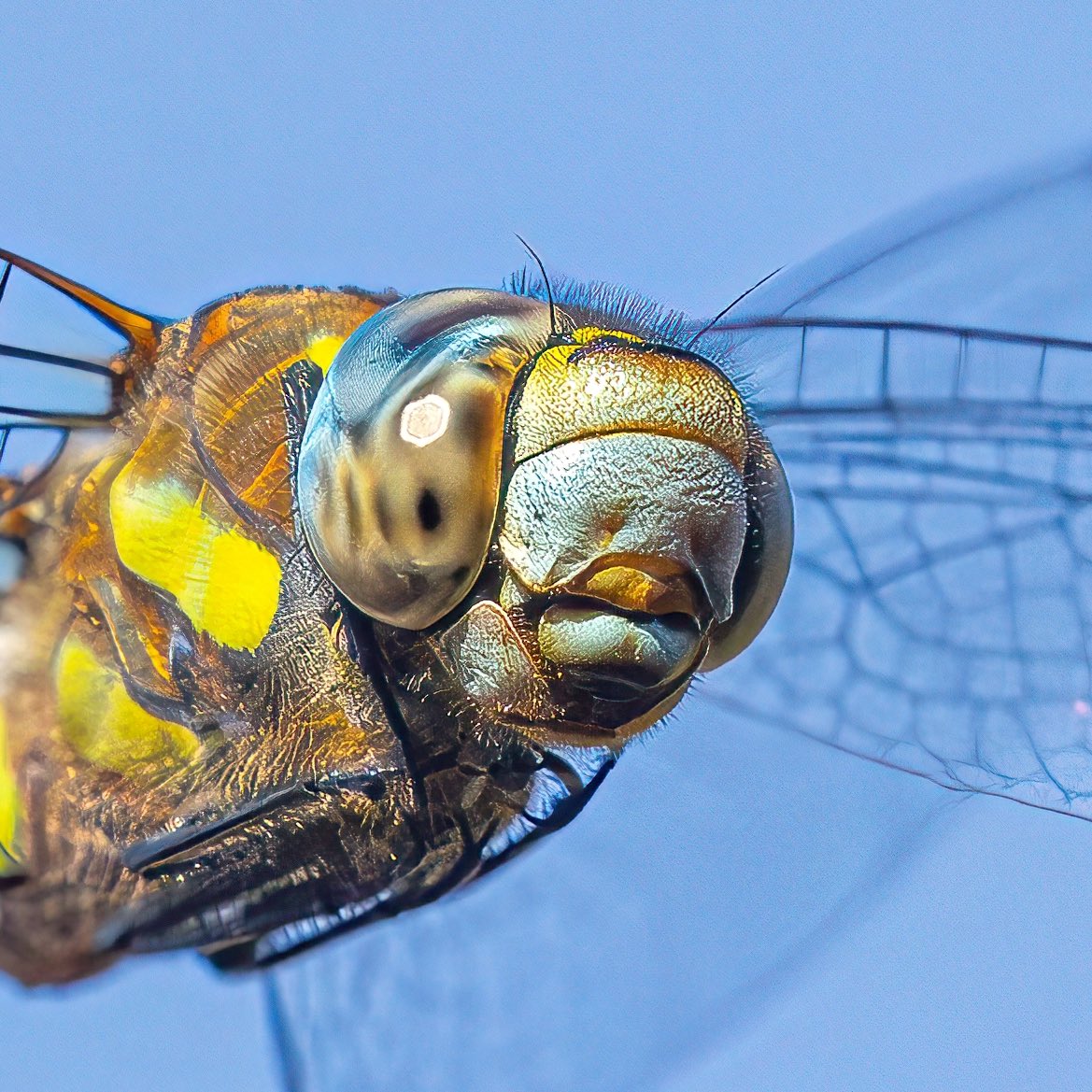 macro_action's tweet image. Overlord