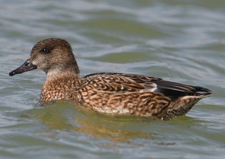 雄(左)と雌(右)でこんなに違うとは！！(上段 )ニュナイスズメ(下段)ヨシガモ.There are so many differences between males and females!(Upper row)Russet Sparrow(Lower row)Falcated Duck. #野鳥 #野鳥写真 #野鳥撮影 #birdphotography #wildlifephotography #NaturePhotography #スズメ #カモ