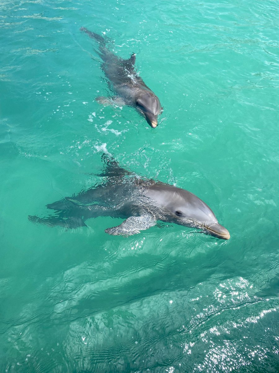 Dolphin Discovery tweet media