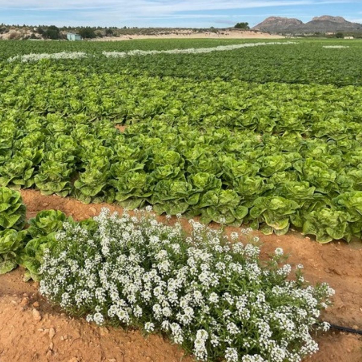 A punto de empezar con los primeros cortes 🥬🧺  sin ningún tratamiento específico de #pulgón. 
CLAVES:
1. Preparación de las fincas en cantidad y calidad de recursos #florales 🌼.
2. Realizar sueltas de 🐝 #fauna auxiliar específica para cada problema.
