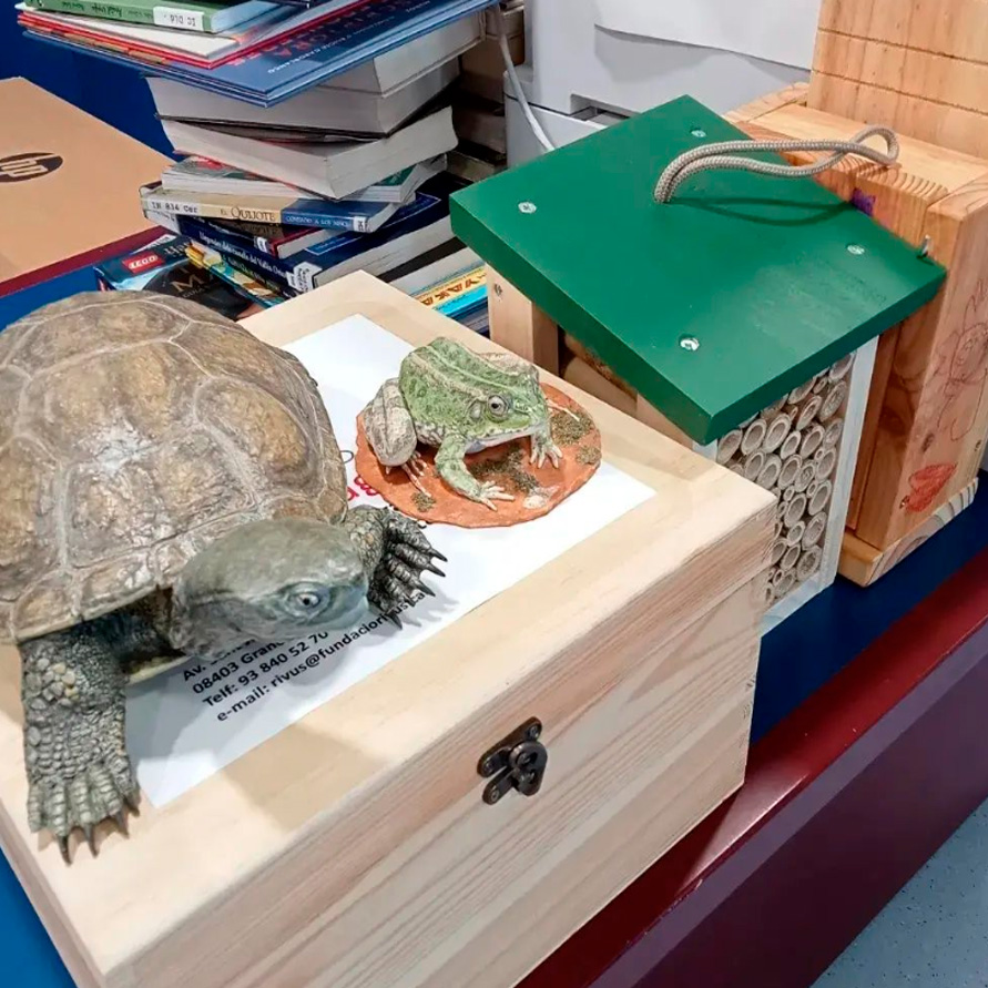 🐸 Aquest octubre podeu visitar a la @bmartorellesmr aquesta exposició dels #amfibis i #rèptils a les conques del Besòs i la Tordera

🏞️ Una mostra cedida per la <a href="/fundaciorivus/">Fundació Rivus</a> i @consorcibesostordera, amb una reproducció a mida real d'una 🐸 i una 🐢 de riu

#BesosTordera