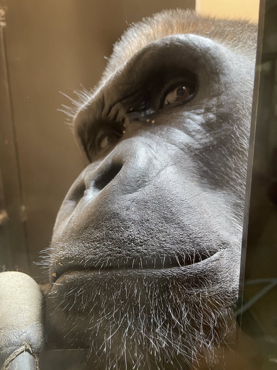 ゴリラが好きなモンキー/プロフ読んでね！ ゴリラが好きなモンキー/プロフ読んでね！ ゴリラが好きな