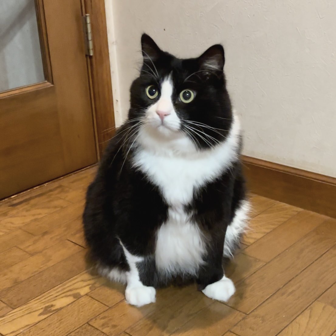 動画投稿のお知らせ】 本日19時頃に動画投稿します🐱✨ 10月10日に