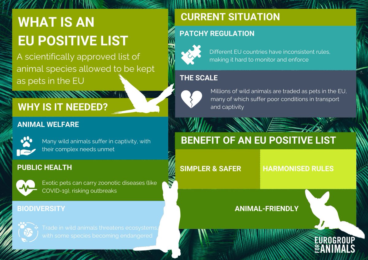 Act4AnimalsEU's tweet photo. 🦜 The EU #positivelist is a crucial step in protecting animals, public health & biodiversity by regulating which species can be kept as pets. It's time for a unified approach to stop cruelty, prevent zoonotic risks + protect ecosystems. 

#ExoticMatters

More ➡️  https://t.co/78Dqek2l4q