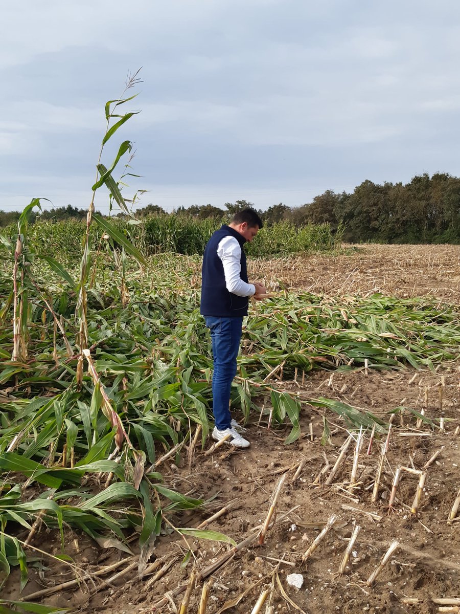 🟢🚜 <a href="/FNSEA/">La FNSEA</a>, Christophe Chambon,  actuellement sur le terrain en Loire-Atlantique, dans le pays de Retz pour constater les dégâts suites aux aléas climatiques consécutifs depuis un an. 
#Agriculture #LoireAtlantique #FNSEA
