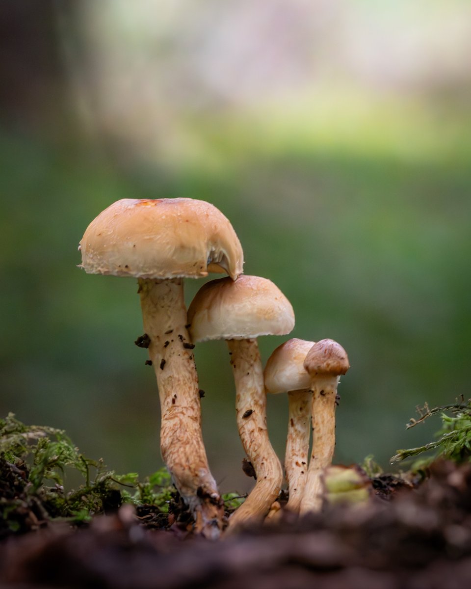 Fungi family portrait for #FungiFriday! 🍄🌳

#autumn #fungi #macro #Mushroom #naturelovers #nature #NatureBeauty #forest #woodlandwalk #FridayFeeling #NaturePhotography
