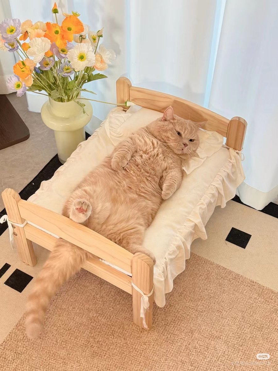 nocontextscats's tweet photo. https://t.co/mxySRypgfI