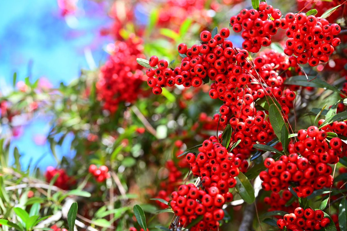 Taiwan_Thailand's tweet image. #ต้นไฟร์ทรอน (#firethorn) 🌸เริ่มผลิดอกออกผลแล้วในพื้นที่ #ฟาร์มอู่หลิง  แต่ภาพที่น่าประทับใจยิ่งไปกว่านั้นคือช่วงออกผลเบอร์รี่สีแดงที่มีสีสันสวยงามในช่วงฤดูใบไม้ร่วงและฤดูหนาว ซึ่งรูปลักษณ์ภายนอกมีลักษณะคล้ายหมวกจอหงวน  จึงได้รับฉายาว่าต้นจอหงวนแดง🍒

ที่มา:Taiwan Today ภาษาไทย