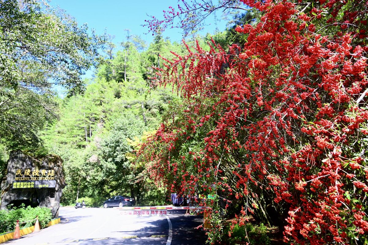 Taiwan_Thailand's tweet image. #ต้นไฟร์ทรอน (#firethorn) 🌸เริ่มผลิดอกออกผลแล้วในพื้นที่ #ฟาร์มอู่หลิง  แต่ภาพที่น่าประทับใจยิ่งไปกว่านั้นคือช่วงออกผลเบอร์รี่สีแดงที่มีสีสันสวยงามในช่วงฤดูใบไม้ร่วงและฤดูหนาว ซึ่งรูปลักษณ์ภายนอกมีลักษณะคล้ายหมวกจอหงวน  จึงได้รับฉายาว่าต้นจอหงวนแดง🍒

ที่มา:Taiwan Today ภาษาไทย