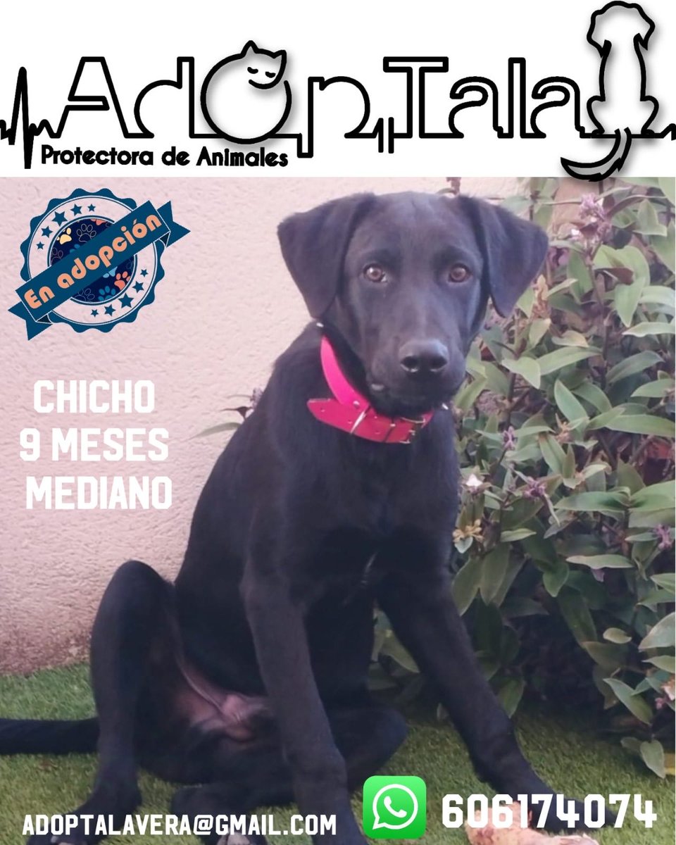 adoptala's tweet photo. Este precioso bombon se llama Chicho y busca famila, es un cachorro de 9 meses que sera de tamaño mediano 🥰🥰.
Se entrega, con chip, pasaporte, desparasitado, con la vacuna de la rabia y castrado.
Contactar por WhatsApp con Cristina al 606174074 ó adoptalavera@gmail.com https://t.co/6ElzWUxfSG