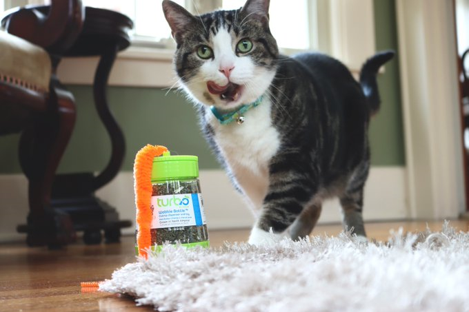 IndigoWMS's tweet photo. Happy Global Cat Day 🐈

Celebrating the day with a picture from  our customer Coastal Pet Products who design &amp; deliver quality  products people trust for the pets they love from their 400,000 square  ft facility.

#GlobalCatDay
#warehouse
#wms https://t.co/pd8fypX2GI