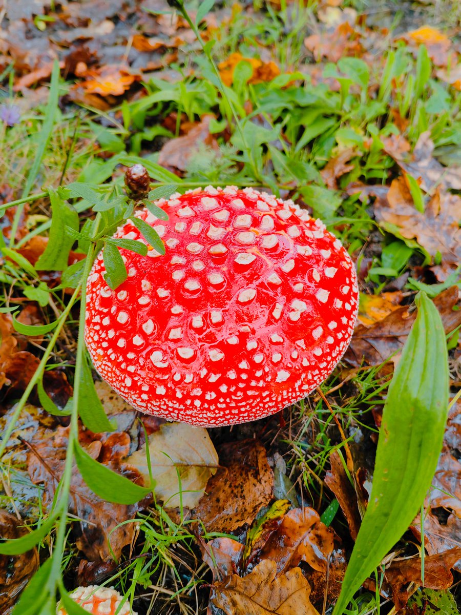 NCazasF's tweet photo. 𝘈𝘮𝘢𝘯𝘪𝘵𝘢 𝘮𝘶𝘴𝘤𝘢𝘳𝘪𝘢 is already here! 🍄🍁 Beatiful specimens can be seen around CUVI. Most of its identifying characteristics can be seen in these specimen. Do you see them? https://t.co/owd7AjjZaE
