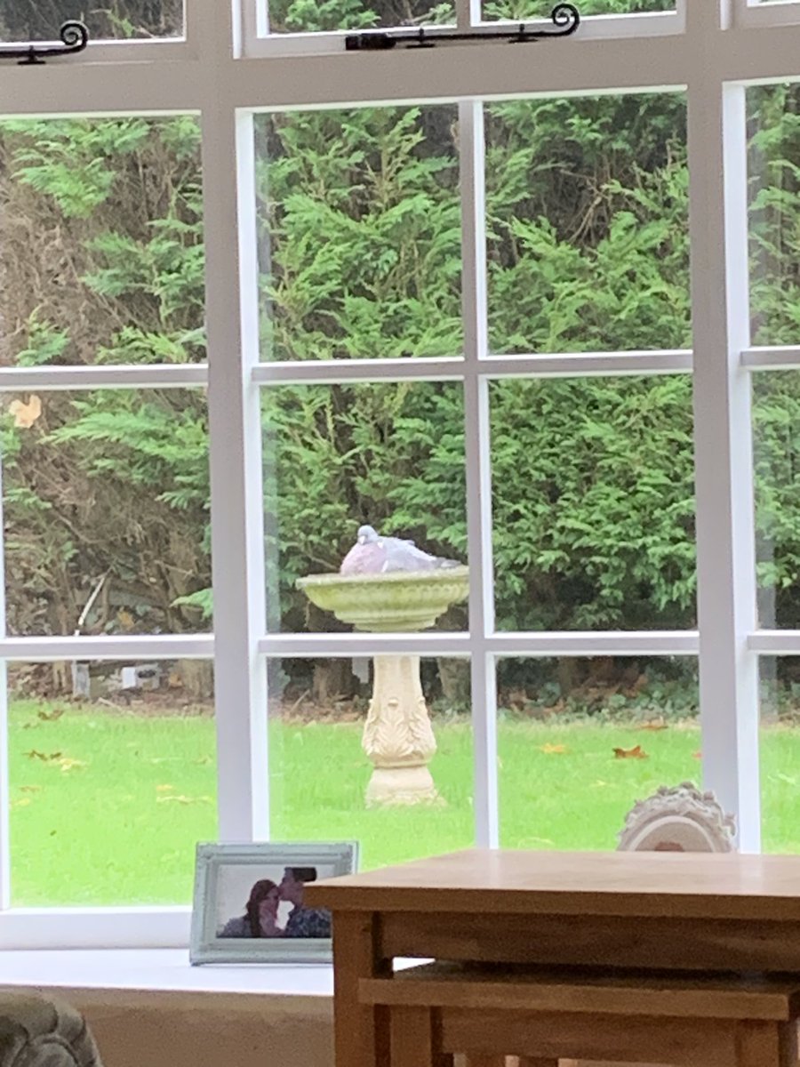 Gigicfc's tweet photo. His been sitting in there half hour #lordingit https://t.co/levjFcf6Uu