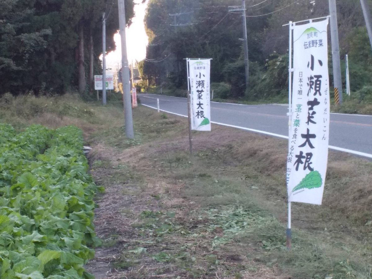 KamiKozena's tweet photo. 収穫体験会の場所に
のぼり旗が立ちました。

みなさ〜ん😃
日曜日は、
こちらを目指して
お越しください。 https://t.co/5wucebGduS