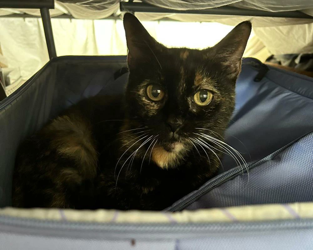 Cats in North Oxfordshire tweet media