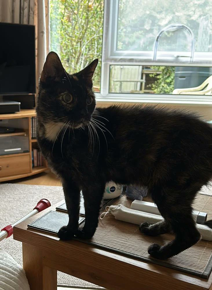 Cats in North Oxfordshire tweet media