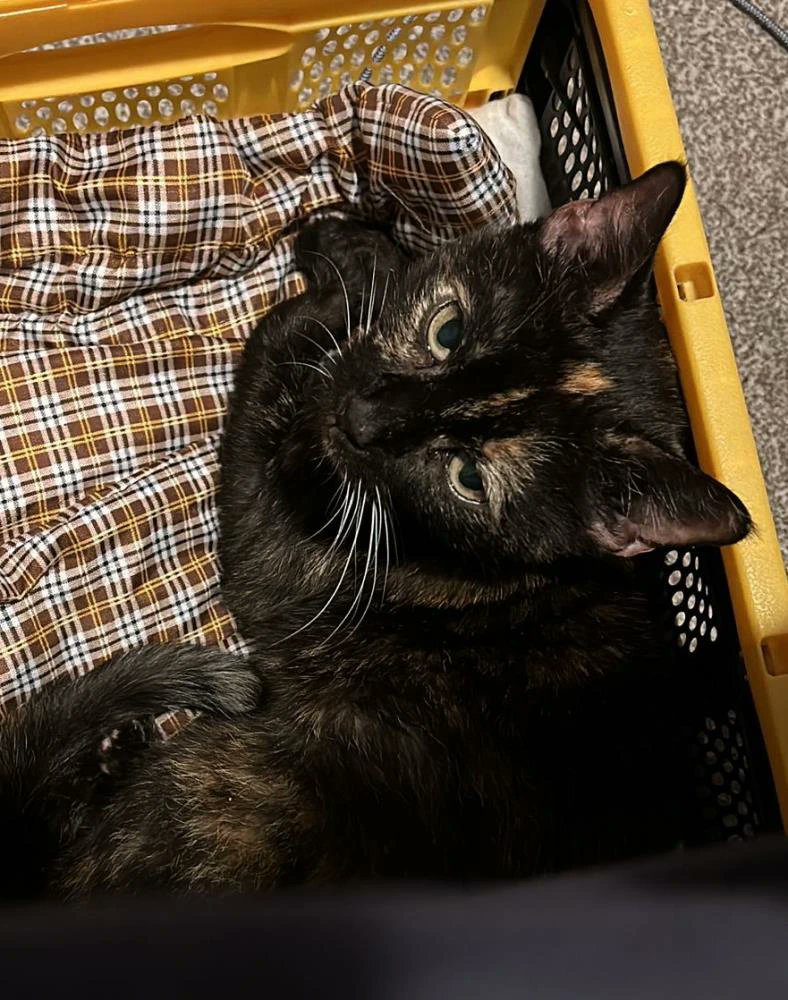 Cats in North Oxfordshire tweet media