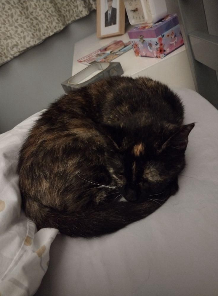 Cats in North Oxfordshire tweet media