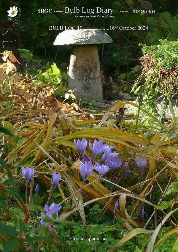 ScottishRockGC's tweet image. We are well into autumn, the geese are flying, the frosts are back &amp;amp;  the leaves are falling but still there are new flowers to enjoy in the  #BulbLog.
 srgc.net/documents/bulb…