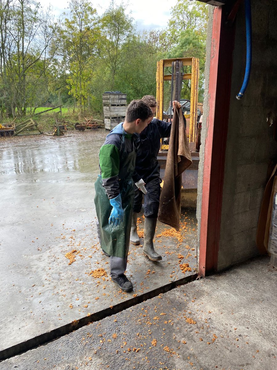 Cette semaine, c’est au tour du deuxième groupe de #3ème de réaliser du jus de pommes, dans le cadre des EPI, pour financer une partie des voyages pédagogiques. #mfr #cfa #chemilleenanjou