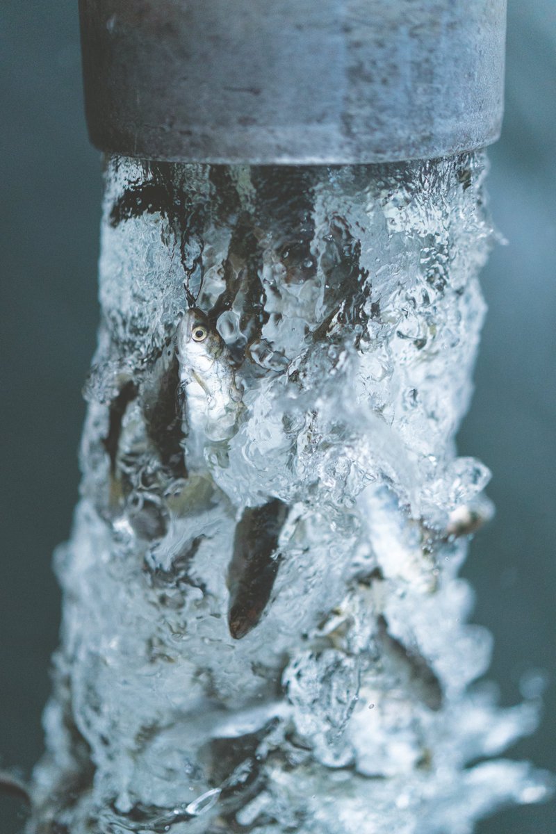 Timespan tweet media