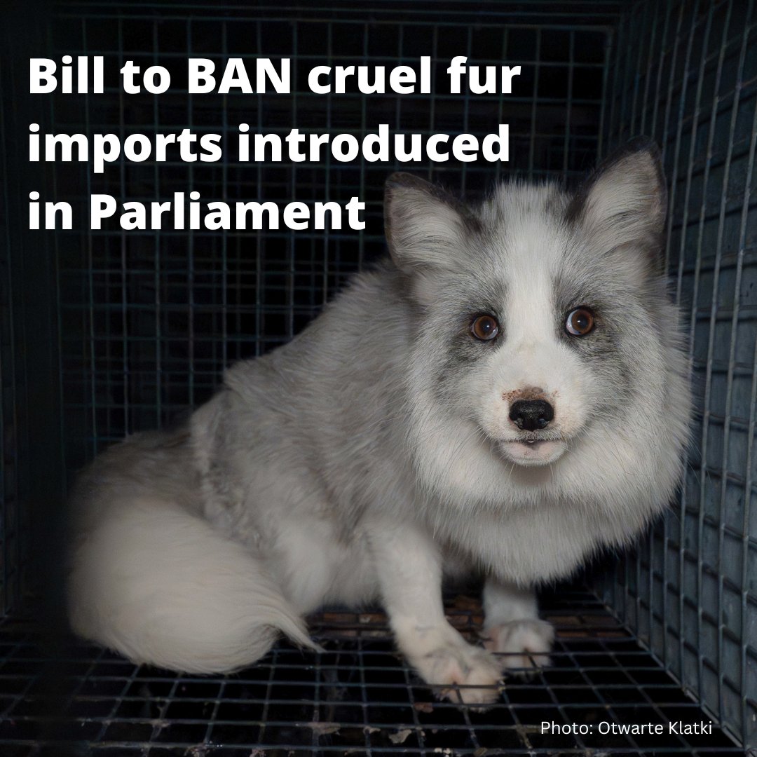 Today <a href="/RuthJonesLabour/">Ruth Jones MP</a> introduces her bill to ban real fur imports in Britain! ❤️

We became the first country in the world to ban cruel fur farming, so why do we still allow these products to be imported and sold? 🧐

Let's finish the job. Let's make fur history. 🦊