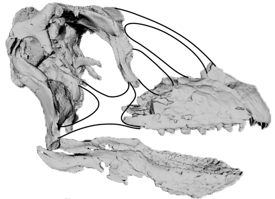 NHM Journal of Systematic Palaeontology tweet media