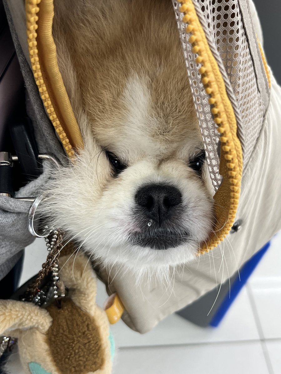 S2hodola's tweet photo. 돌라 가방에 넣고 쇼핑하다가
뭐하나봤는데 콧물흘리고있음 https://t.co/R8a9fRxXZf