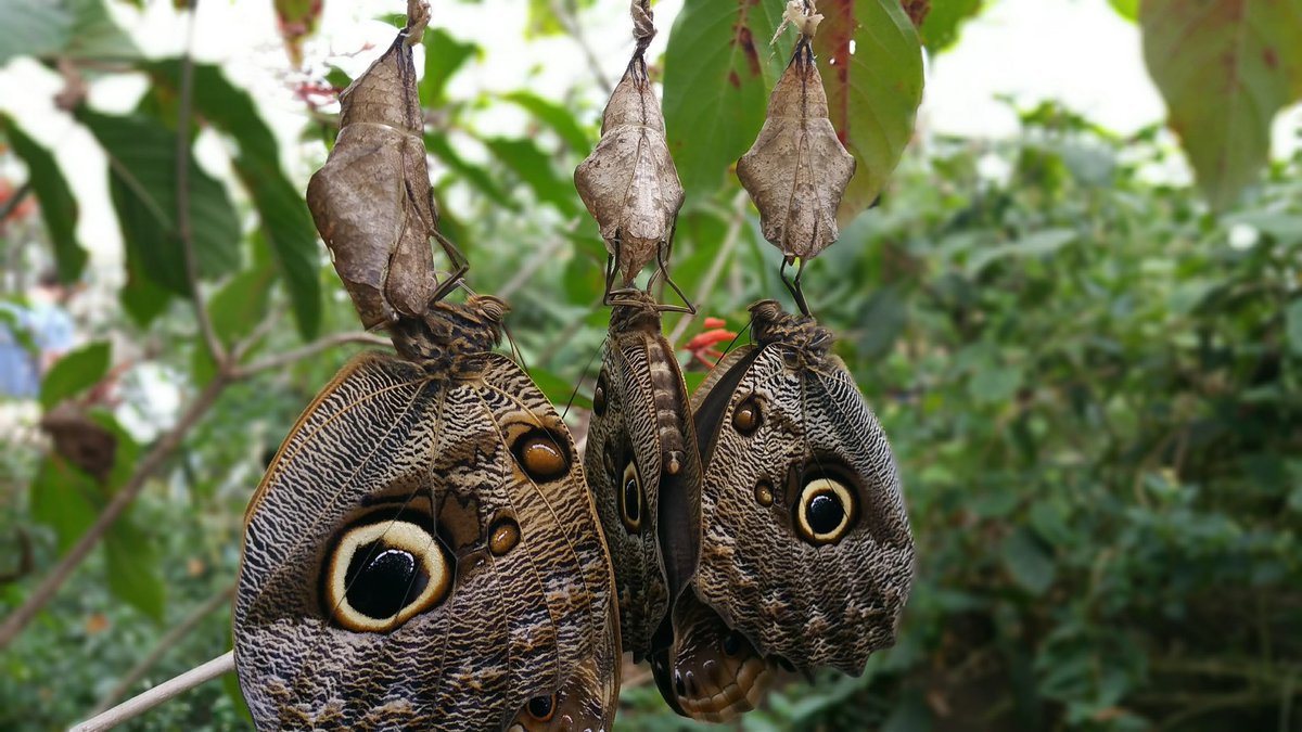 Primary Times UK (@primarytimes) on Twitter photo #WhatsOn in Warwickshire and Solihull > Discover exotic butterflies and fascinating insects at <a href="/StratButterfly/">Stratford Butterfly</a> π¦
This October half term celebrate the amazing migration story of the #MonarchButterfly and why they are associated with DΓa de Muertos π΅
butterflyfarm.co.uk #WhatsOn in Warwickshire and Solihull > Discover exotic butterflies and fascinating insects at <a href="/StratButterfly/">Stratford Butterfly</a> π¦
This October half term celebrate the amazing migration story of the #MonarchButterfly and why they are associated with DΓa de Muertos π΅
butterflyfarm.co.uk