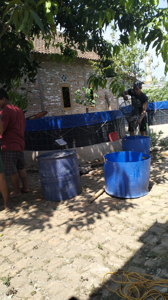 Yanikpurwidya's tweet photo. Rabu (16/10/2024), Yanik P., S.Pi, Luhkan Kab. Magetan, melaporkan panen ikan lele di Pokdakan Mina Berkah, DS. Sumberejo, Kec. Maospati sbyk 176 kg, panen rata2 100gr/ekor, Harga Rp.18.500/kg.

#GiatLuhkanSatminkalBWI
#Panen
#LuhLapor https://t.co/tmVeGxwLIk
