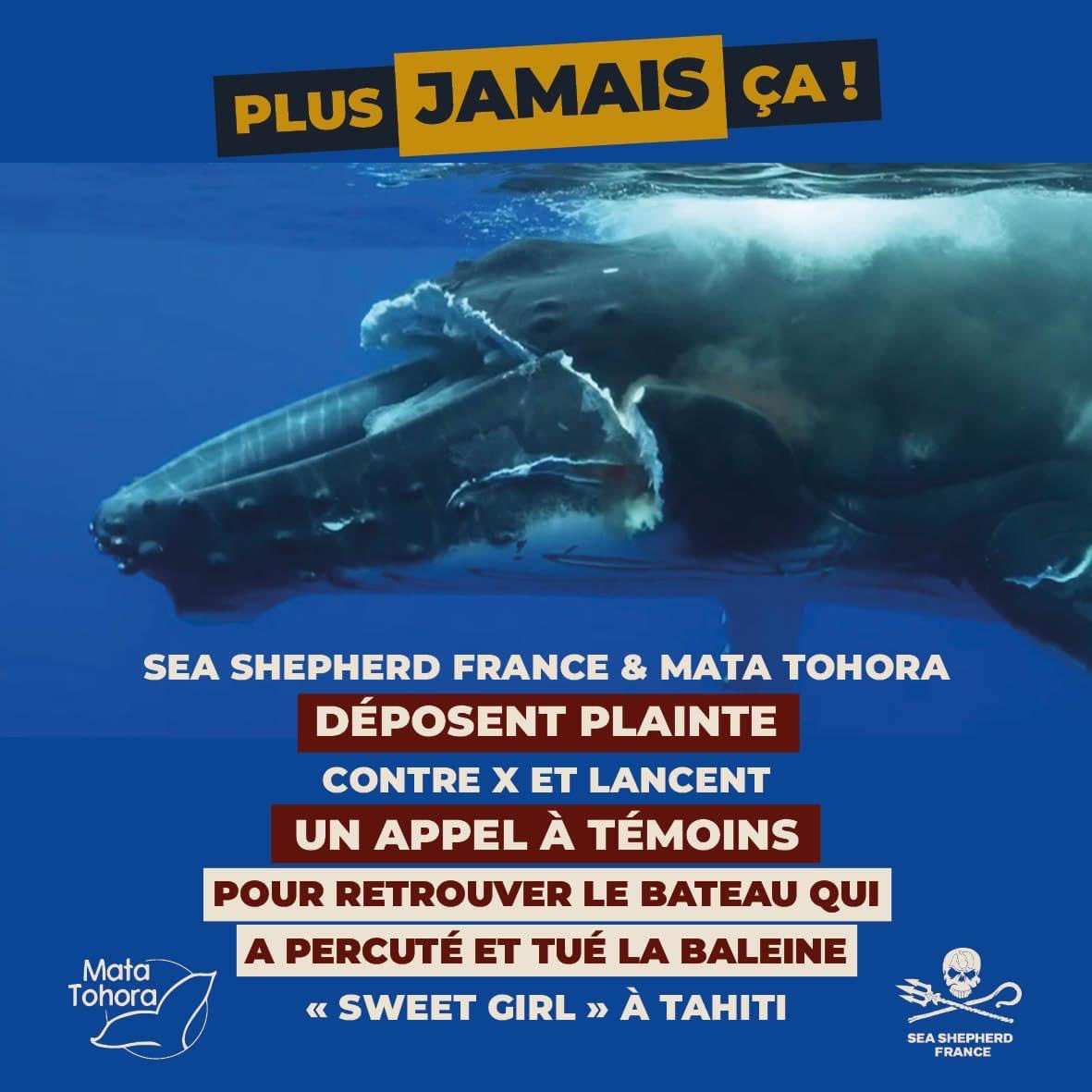 "Sweet girl" est une jeune baleine à bosse bien connue des locaux, elle a été percutée de plein fouet par un chauffard des mers à Tahiti le 8 octobre dernier. Sweet Girl est morte noyée après une agonie de plusieurs heures. 
Les données de Marine Traffic indiquent que les bateaux