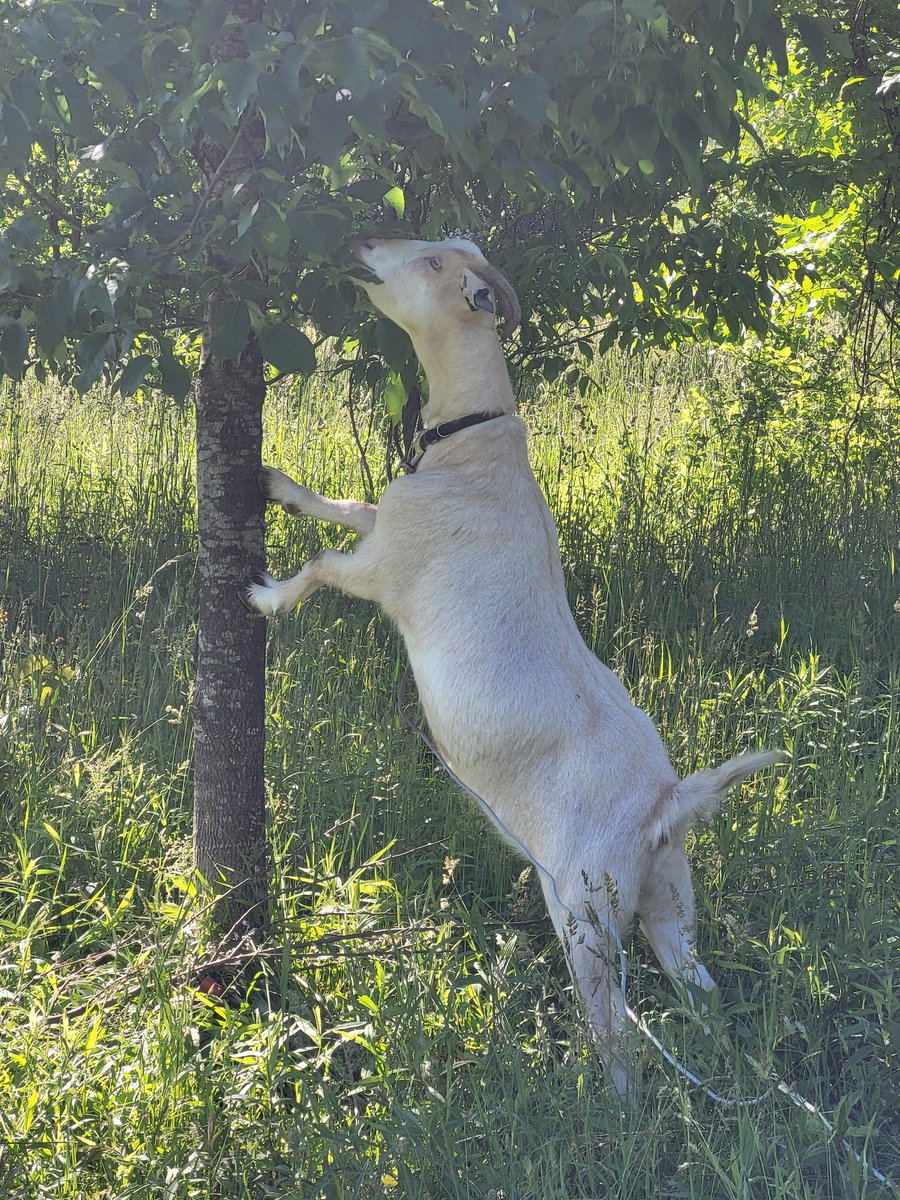 Grant Shannon tweet media