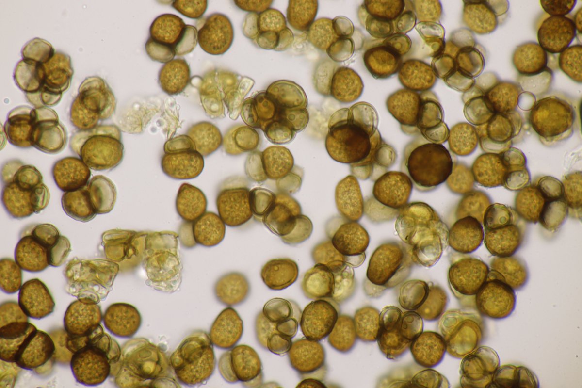 RPilze's tweet photo. Urocystis ranunculi ex Ranunculus repens
#Ranunculusrepens #Ranunculus #KriechenderHahnenfuß #creepingbuttercup #Renonculerampante #ranuncolostrisciante #botóndeoro #Urocystisranunculi #Urocystis #SmutFungus #Brandpilz #Phytopathology #FungiFriends #Nature https://t.co/xX89ePnM0L
