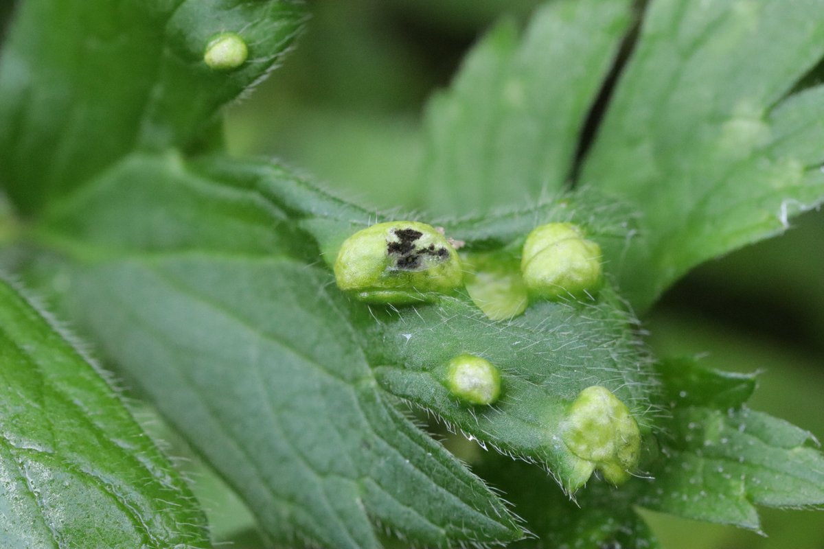RPilze's tweet photo. Urocystis ranunculi ex Ranunculus repens
#Ranunculusrepens #Ranunculus #KriechenderHahnenfuß #creepingbuttercup #Renonculerampante #ranuncolostrisciante #botóndeoro #Urocystisranunculi #Urocystis #SmutFungus #Brandpilz #Phytopathology #FungiFriends #Nature https://t.co/xX89ePnM0L