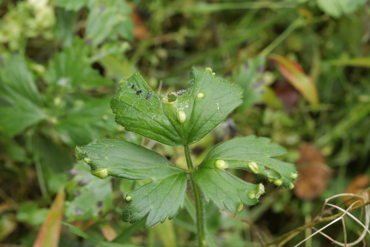 RPilze's tweet photo. Urocystis ranunculi ex Ranunculus repens
#Ranunculusrepens #Ranunculus #KriechenderHahnenfuß #creepingbuttercup #Renonculerampante #ranuncolostrisciante #botóndeoro #Urocystisranunculi #Urocystis #SmutFungus #Brandpilz #Phytopathology #FungiFriends #Nature https://t.co/xX89ePnM0L