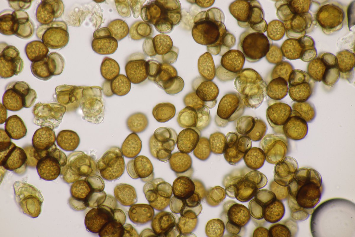 RPilze's tweet photo. Urocystis ranunculi ex Ranunculus repens
#Ranunculusrepens #Ranunculus #KriechenderHahnenfuß #creepingbuttercup #Renonculerampante #ranuncolostrisciante #botóndeoro #Urocystisranunculi #Urocystis #SmutFungus #Brandpilz #Phytopathology #FungiFriends #Nature https://t.co/xX89ePnM0L