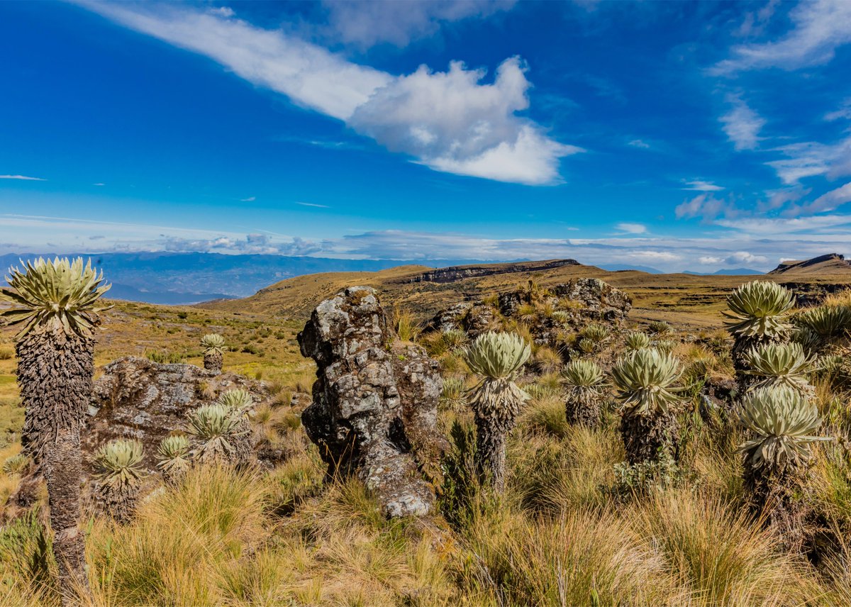 També hi serà <a href="/KatherinOtalora/">Katherin Otalora</a> amb el projecte "Estación Biológica Andes" de la Fundación Margarita y José. Participarà en trobades sobre la conservació dels ecosistemes de “Páramos y Bosque Altoandino”. Un projecte vital per la biodiversitat i l'aigua d'aquests ecosistemes💧🌱