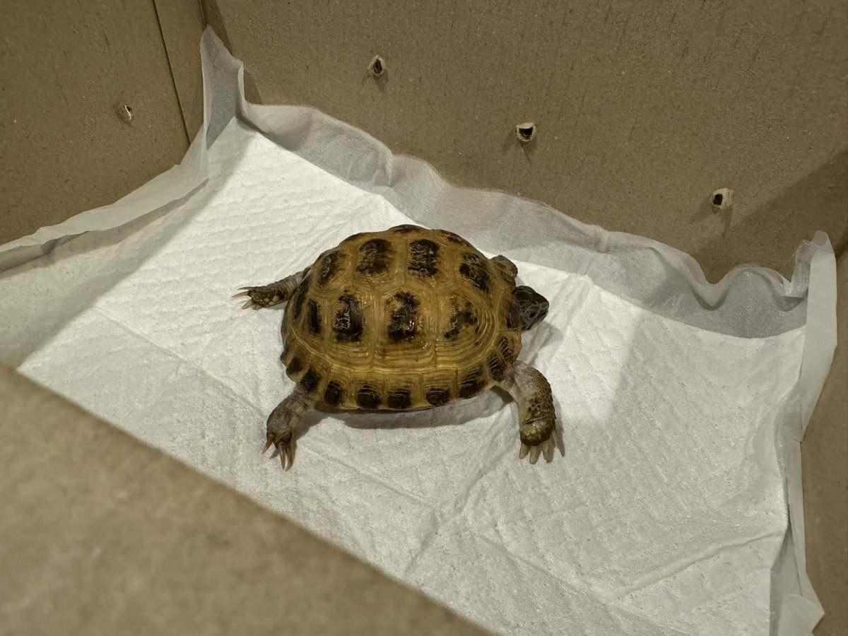 ロシアリクガメお迎えされました🎶
お兄さんに沢山可愛がって貰って長生きしてね~🥰
お幸せに🍀*゜
🐾かしわだ🐾
#ふくろうカフェRicky盛岡店
#お迎え報告