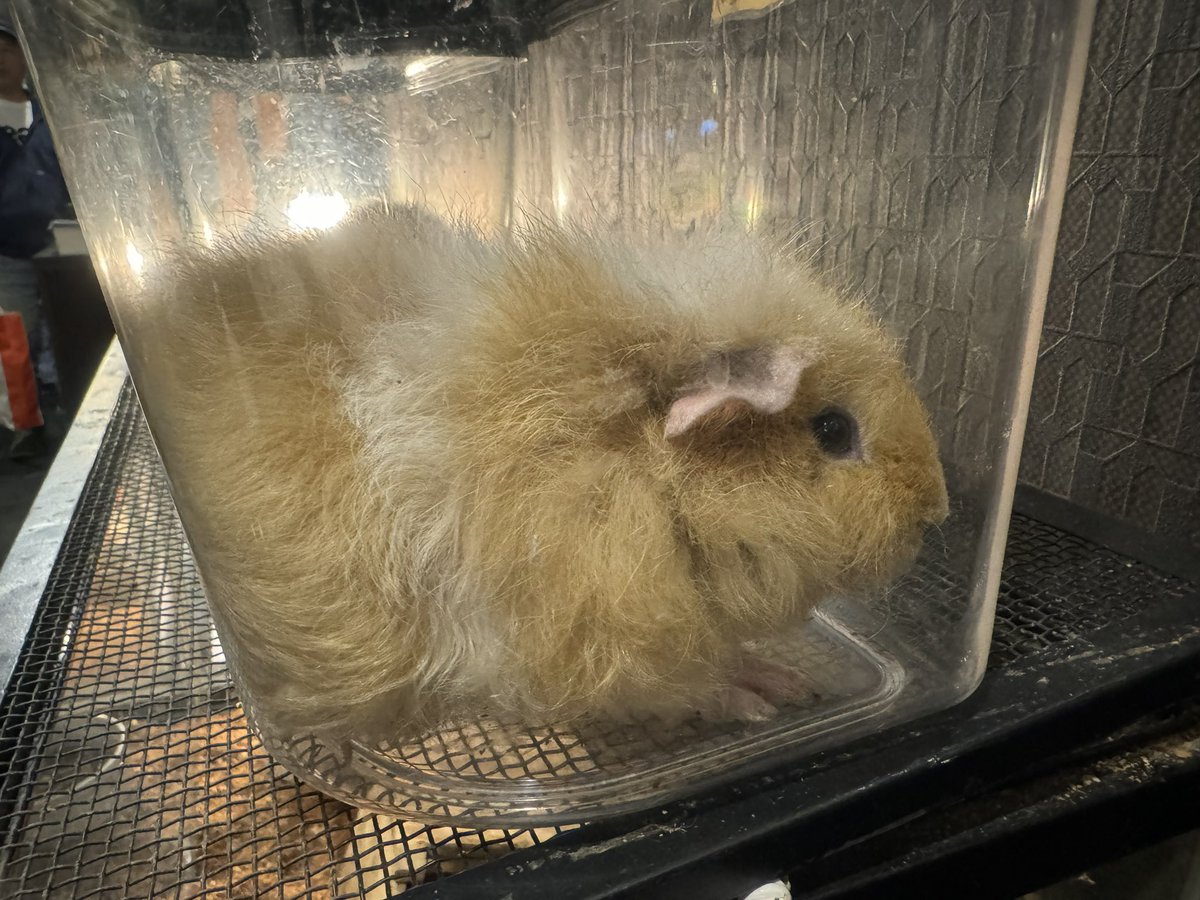 テディモルモット君2匹一緒に新しいおうちにお迎えされました🎶
遠いところからわざわざありがとうございました🥰
沢山可愛がって貰って長生きしてね✨
お幸せに🍀*゜
🐾かしわだ🐾
#ふくろうカフェRicky盛岡店
#お迎え報告